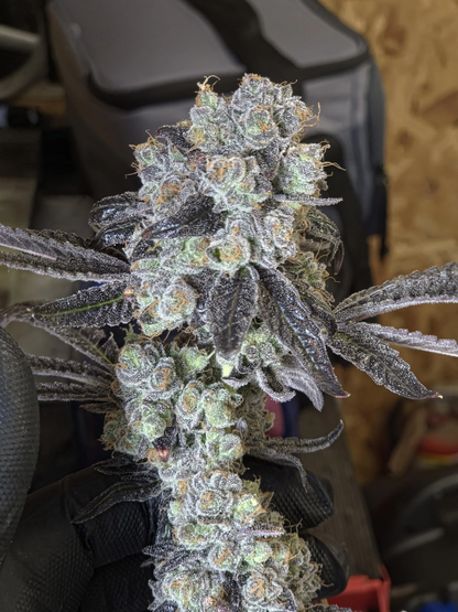 Black Maple (Dulce de Uva × Sherbanger) | Bloom Seed Cut