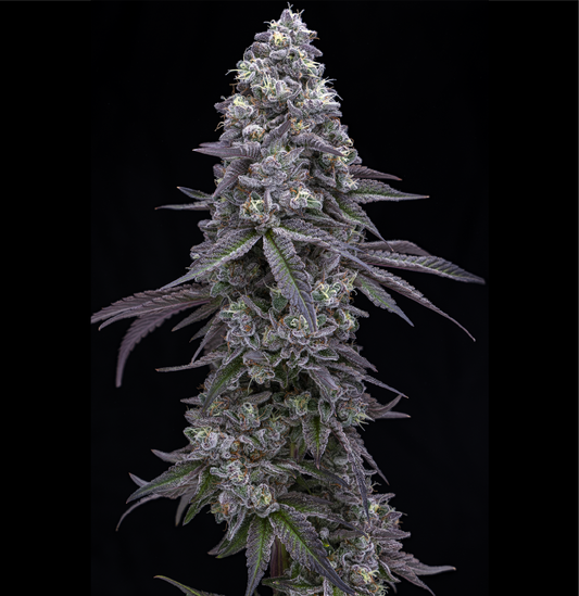 Bananaconda #4 (Snakes Cake × Dual OG #4) | Honey Sticks Cut