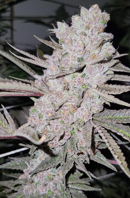 Superboof (Black Cherry Punch x Tropicanna Cookies)