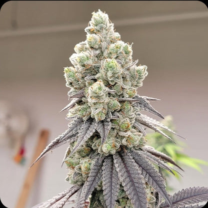 Fugazi Funk (LA Kushcake x White Truffle) | Ziplock Seeds Breeder Cut