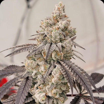 Fugazi Funk (LA Kushcake x White Truffle) | Ziplock Seeds Breeder Cut