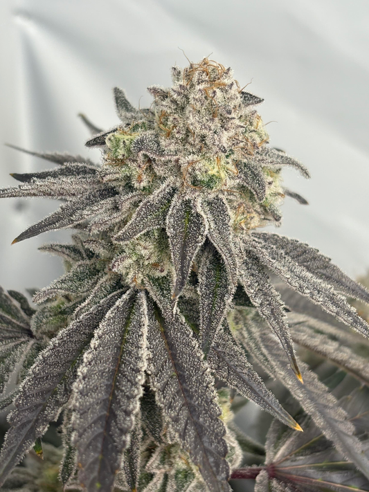 Cap Junky (Alien Cookies × Kush Mints #11) | Breeder Cut