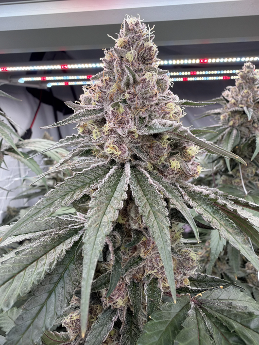 Superboof (Black Cherry Punch x Tropicanna Cookies)