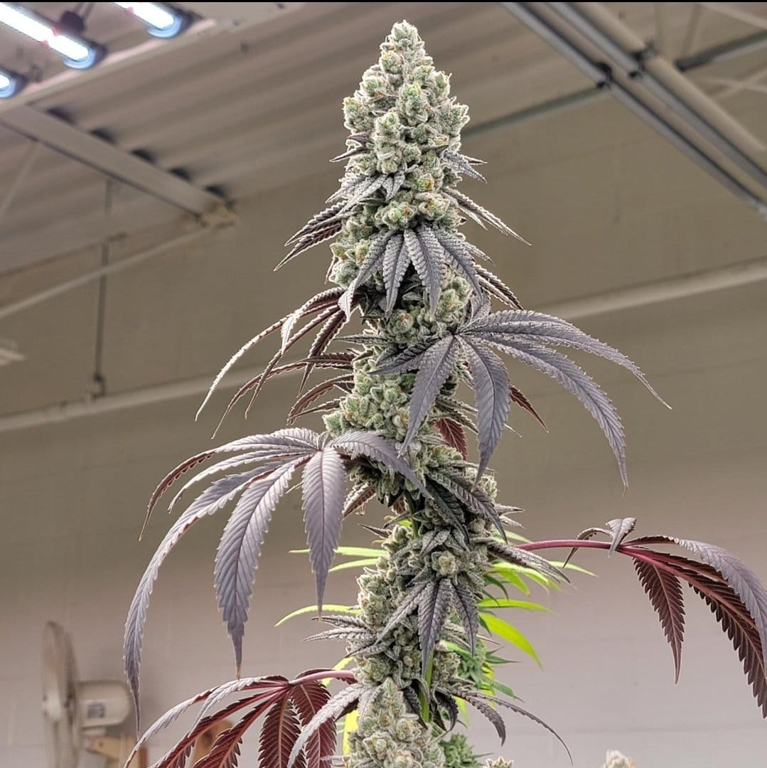 Fugazi Funk (LA Kushcake x White Truffle) | Ziplock Seeds Breeder Cut