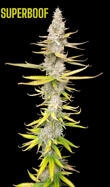 Superboof (Black Cherry Punch x Tropicanna Cookies)