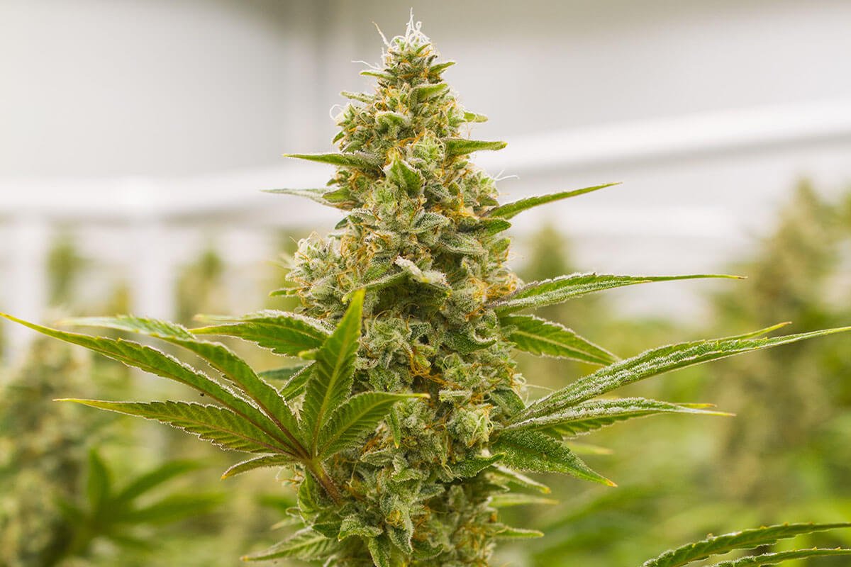 Lemon Tree (Lemon Skunk × Sour Diesel) | West Coast Breeders Cut