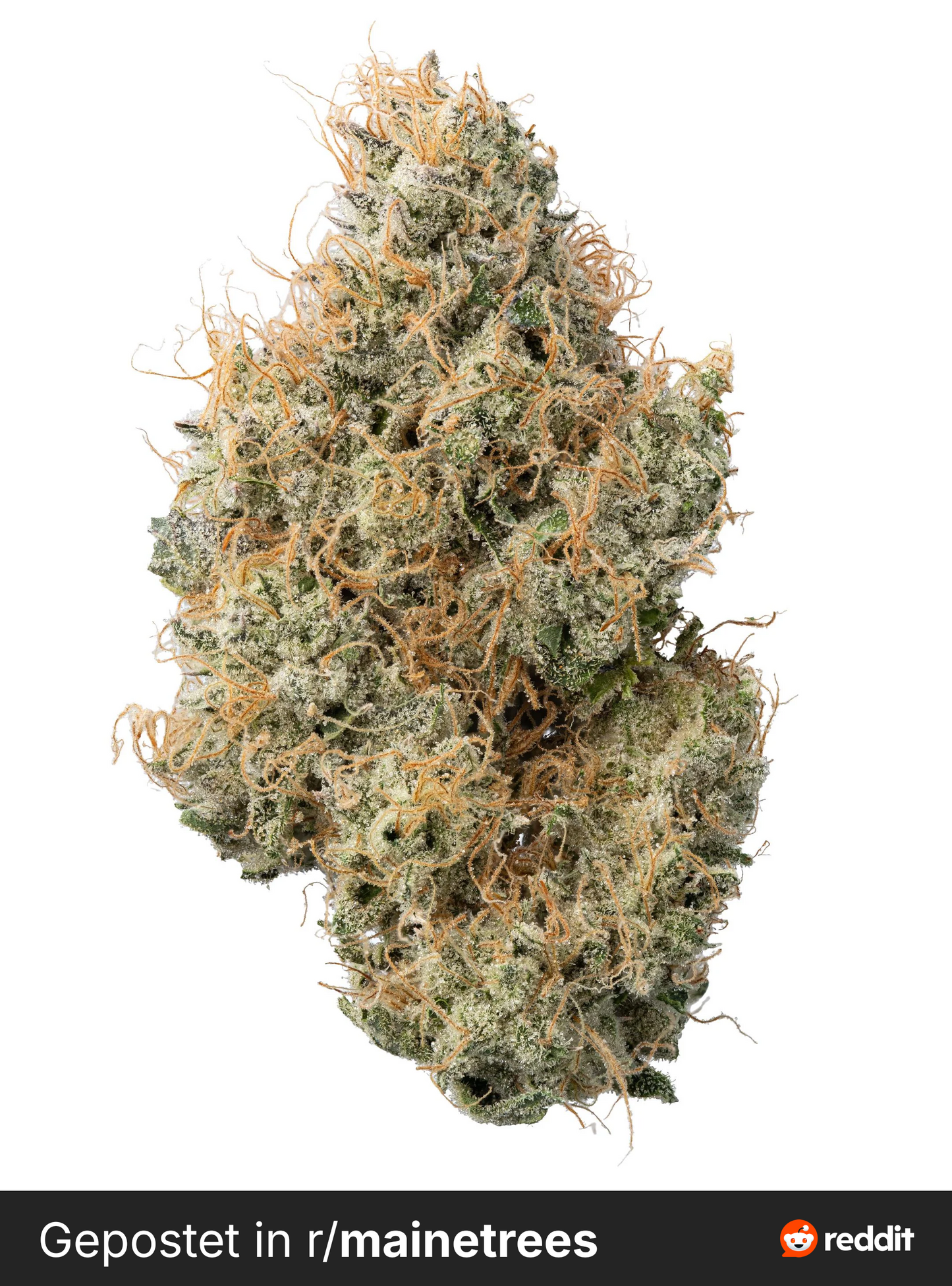 Black Maple (Dulce de Uva × Sherbanger) | Bloom Seed Cut